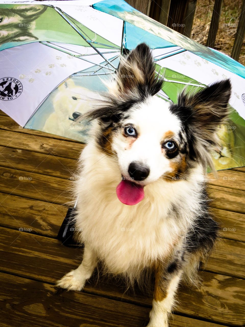 Rainy Day Dog