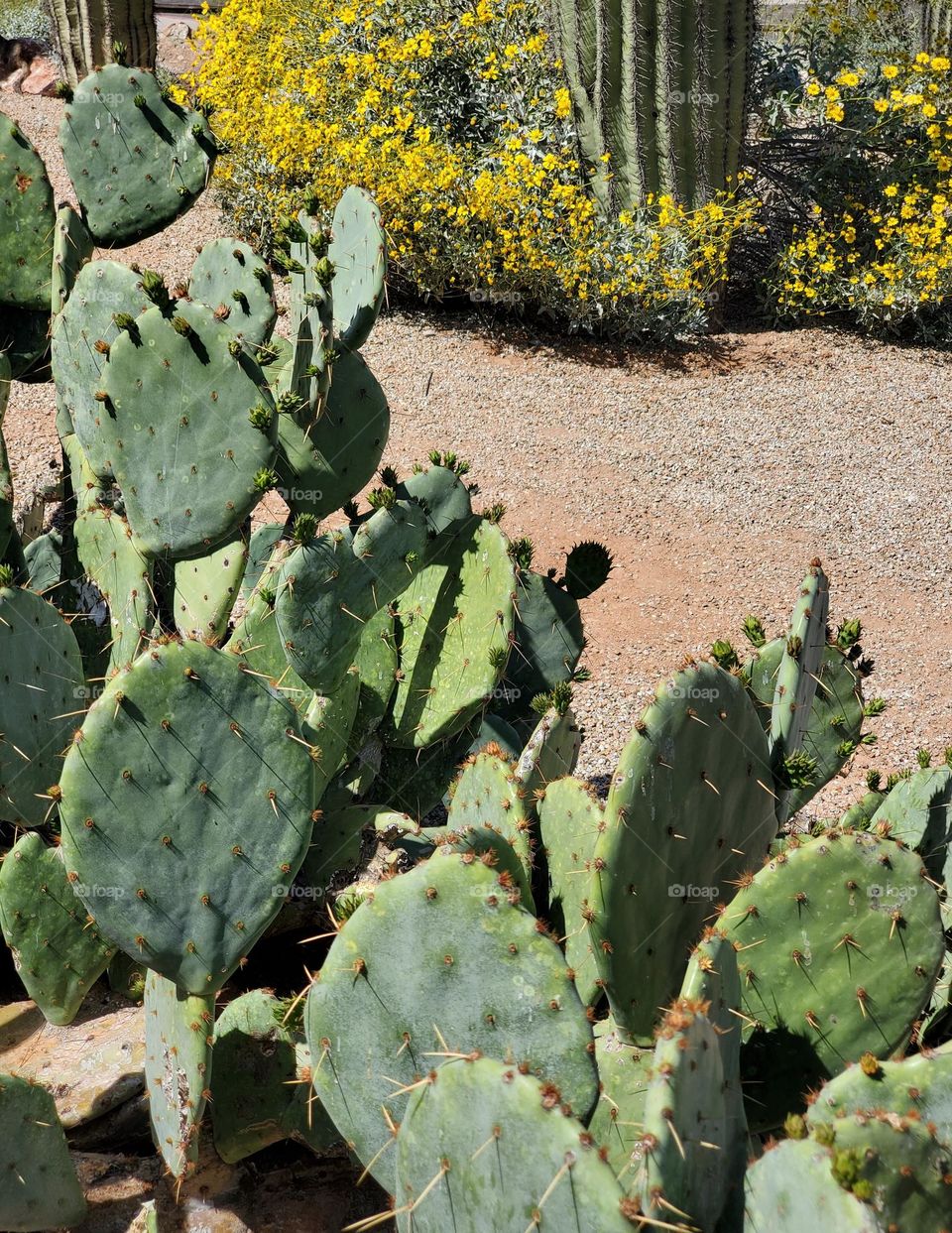 Prickly Pear Cactus in Arizona Desert