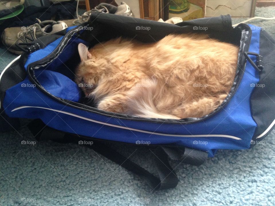 kitty sleeping in duffel bag