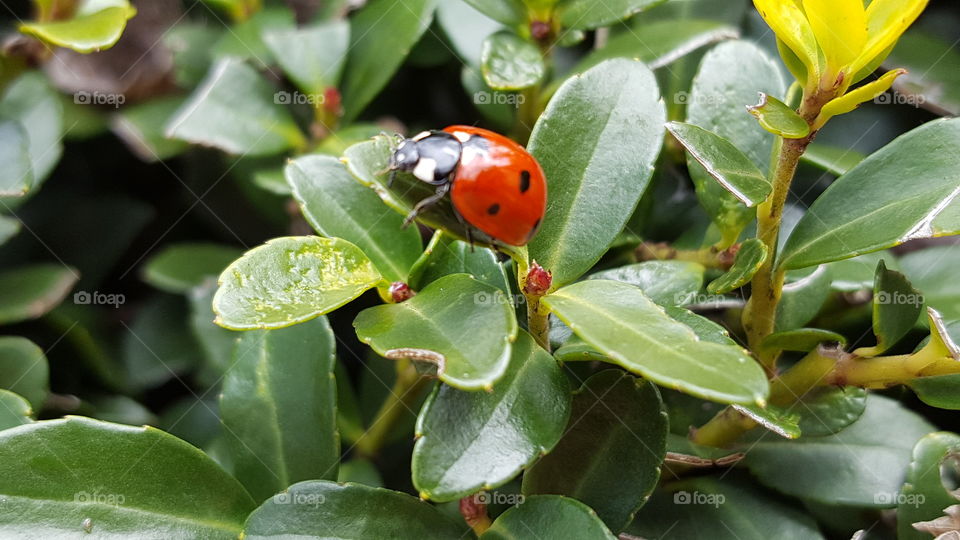 Ladybug on green plant