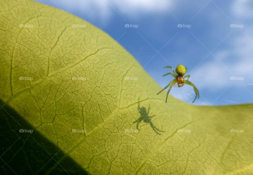 Little spider hanging from a leaf 