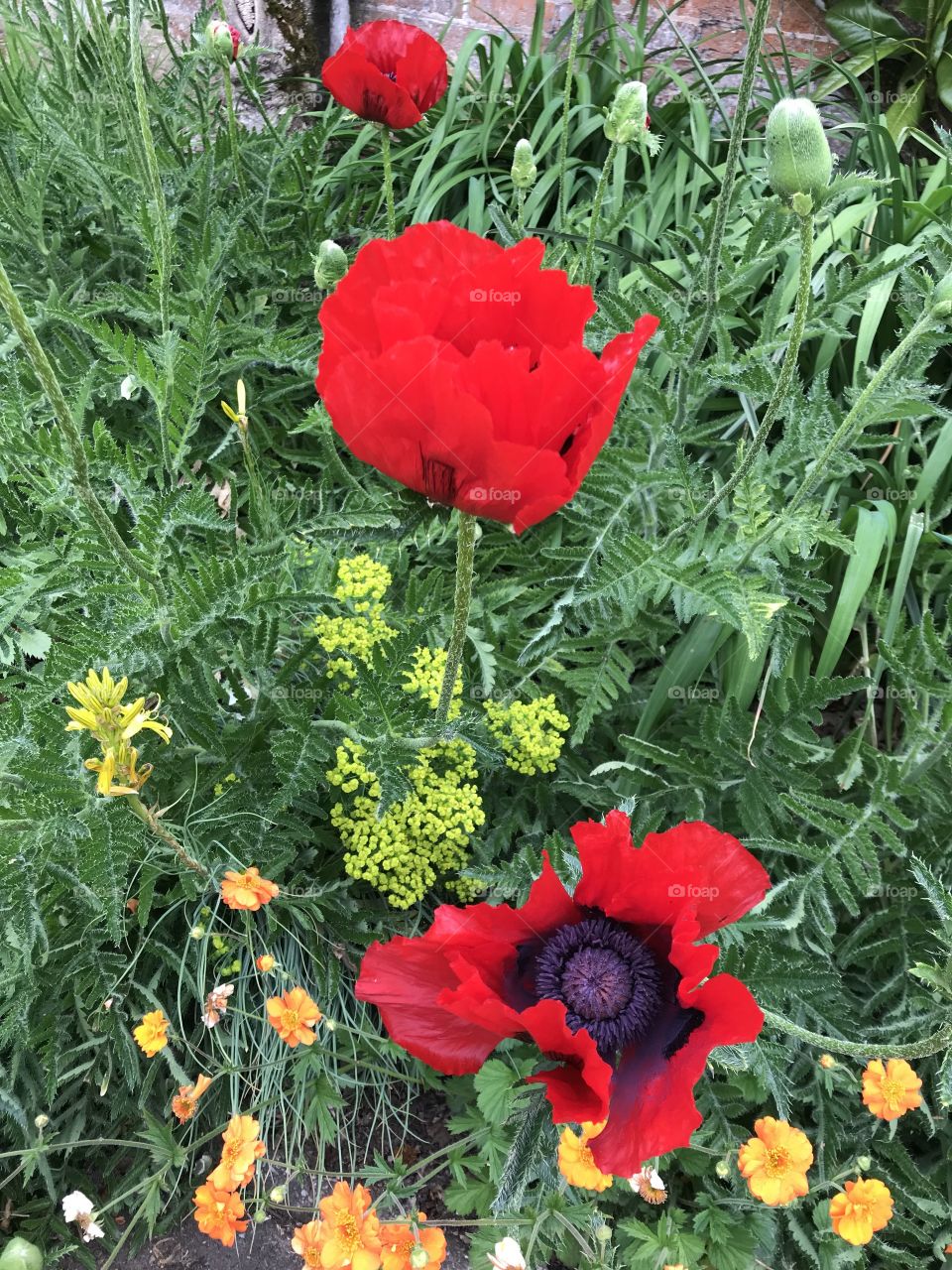 Some lovely examples of poppies in fine shape and giving a huge splash of color to these gardens.