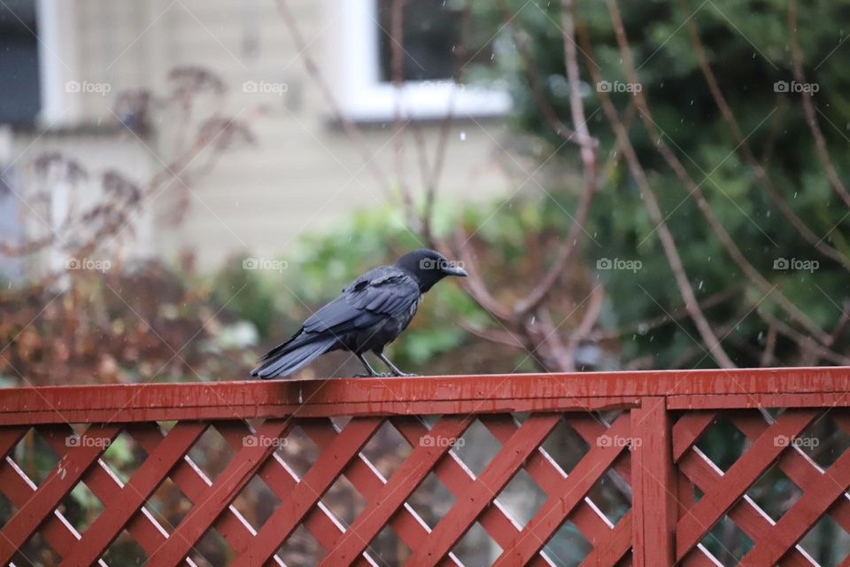 Crow on a wooden fence