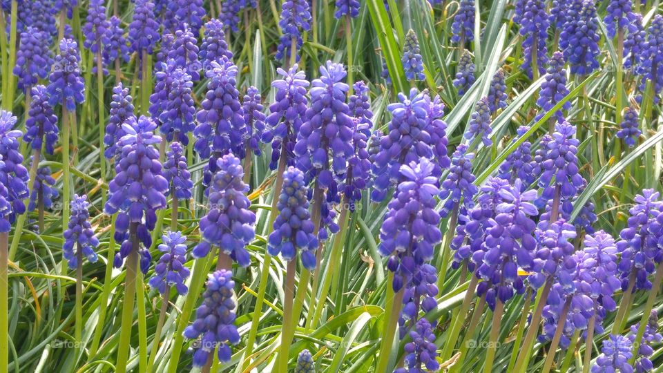 Blue spring grape hyacinths flower in the garden