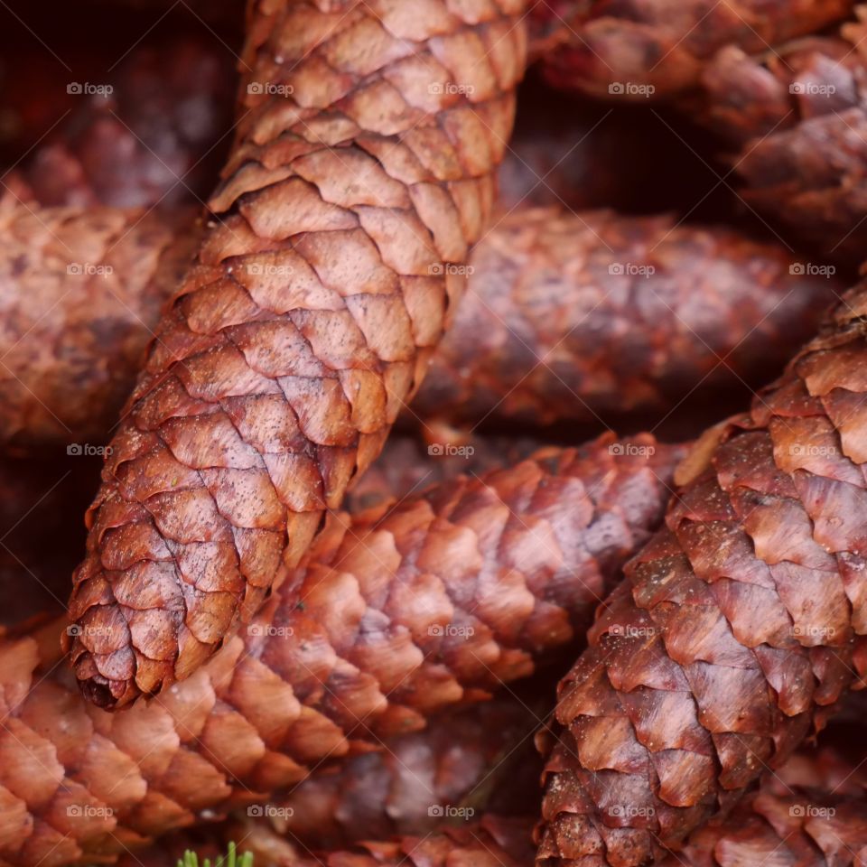 Fir Cone