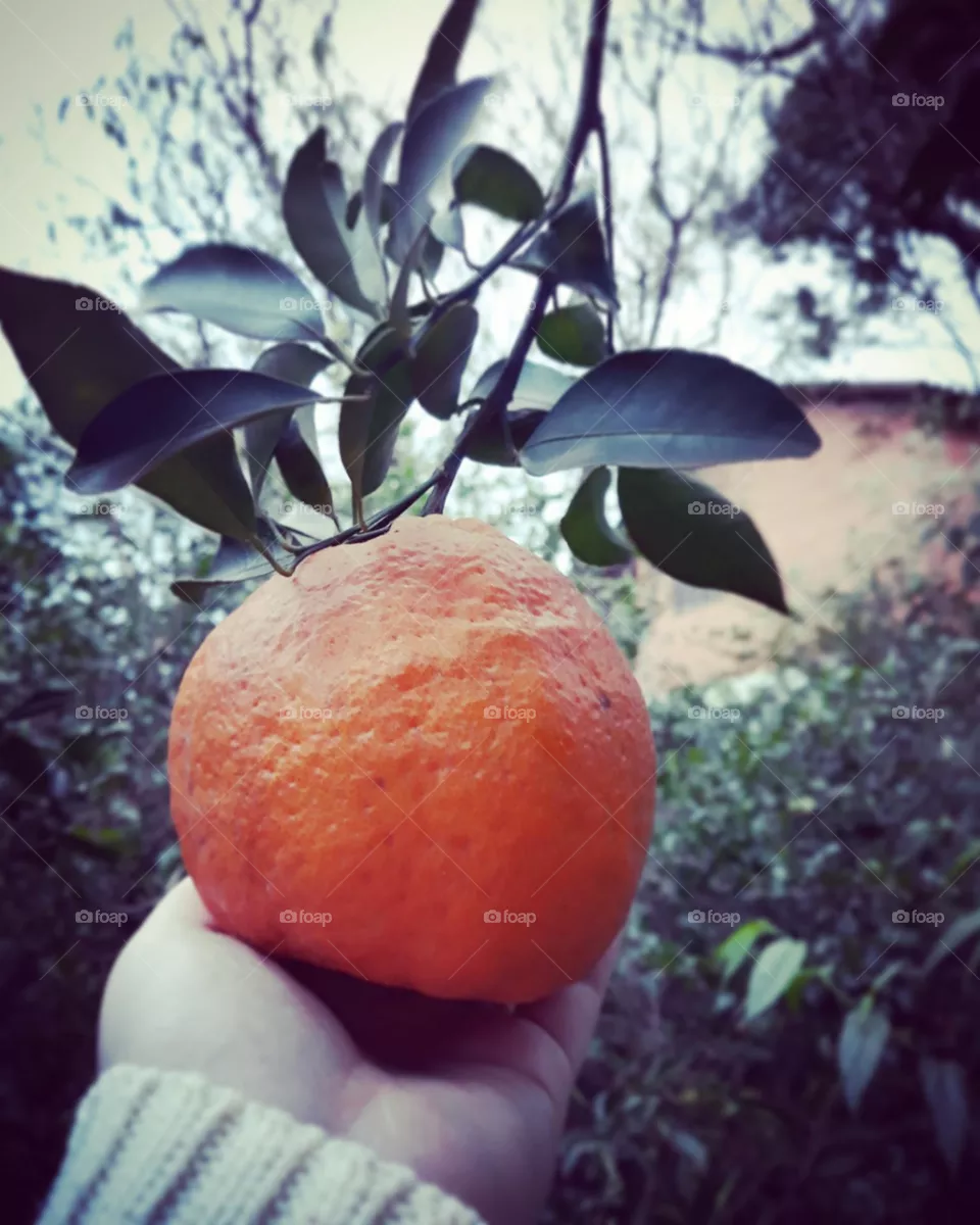 Tangerina