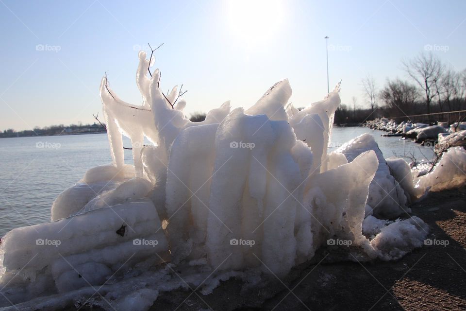 Icy sculpture formed over branches near Lake Erie