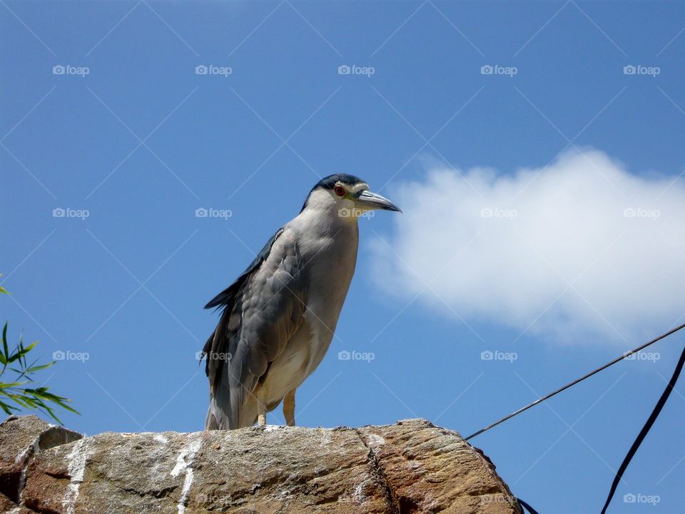 Curious bird