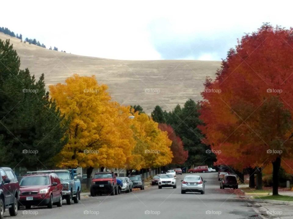 Glorious fall trees in vibrant reds and yellows line a city street
