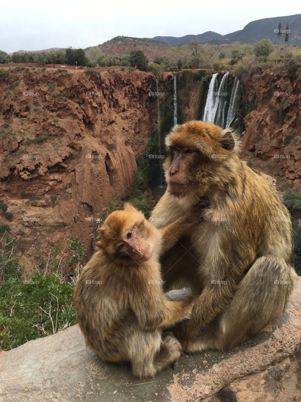 Monkeys at ouzoud falls that interact with humans 