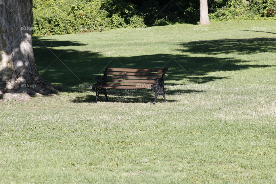 Bench under tree shade