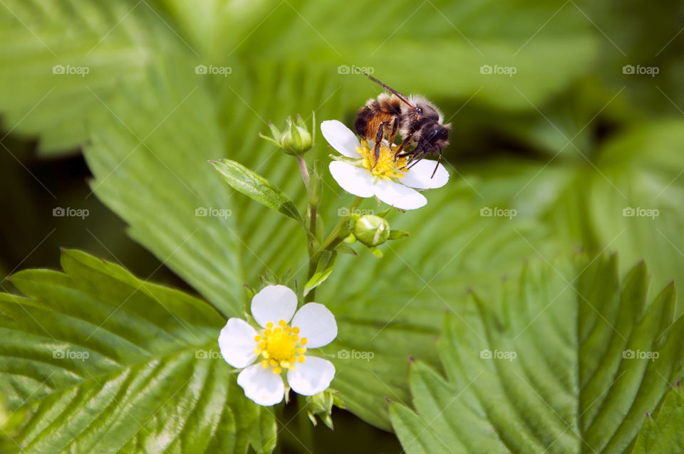 Capturing a bee in action