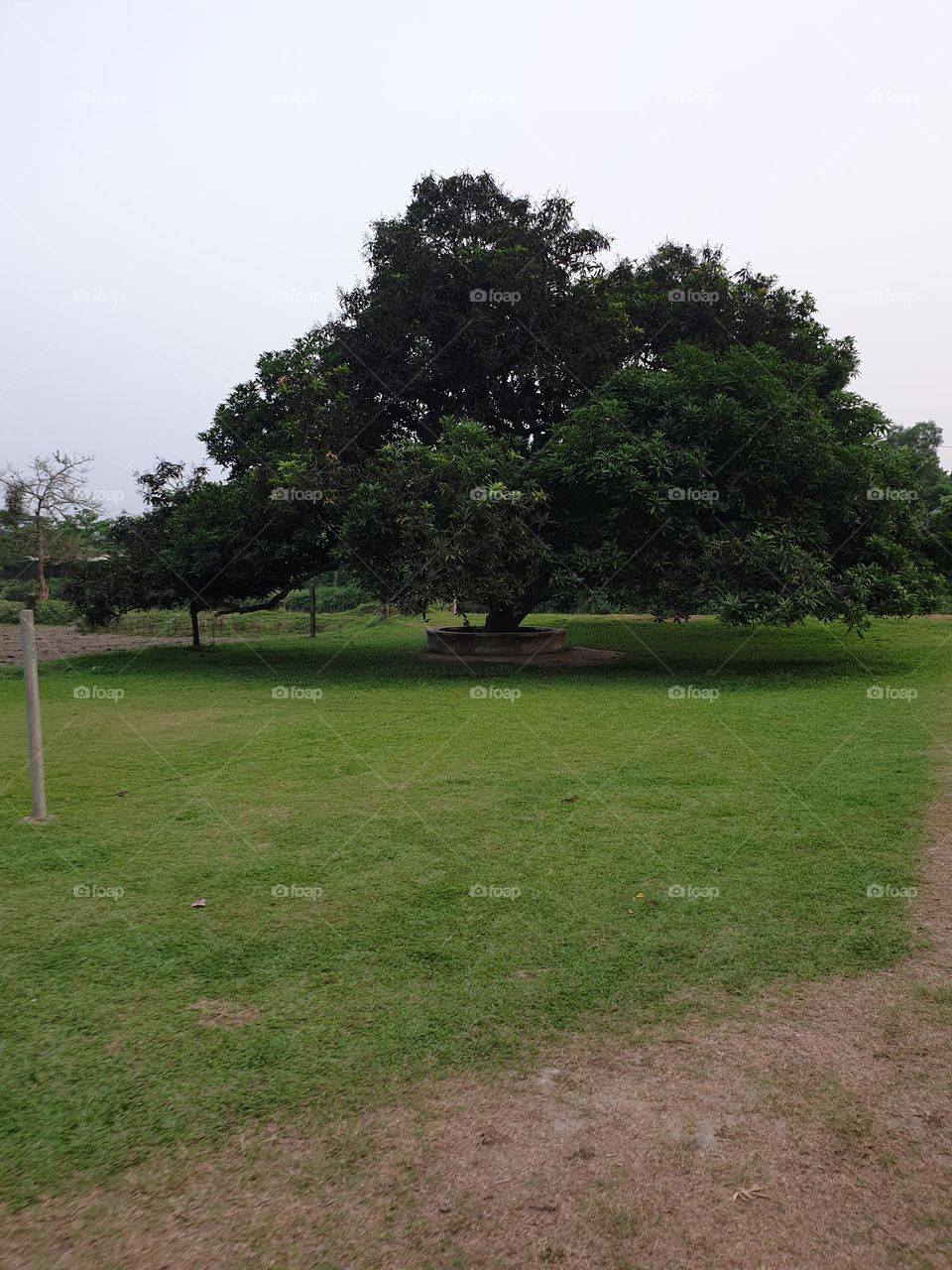 Mango Tree 🌳