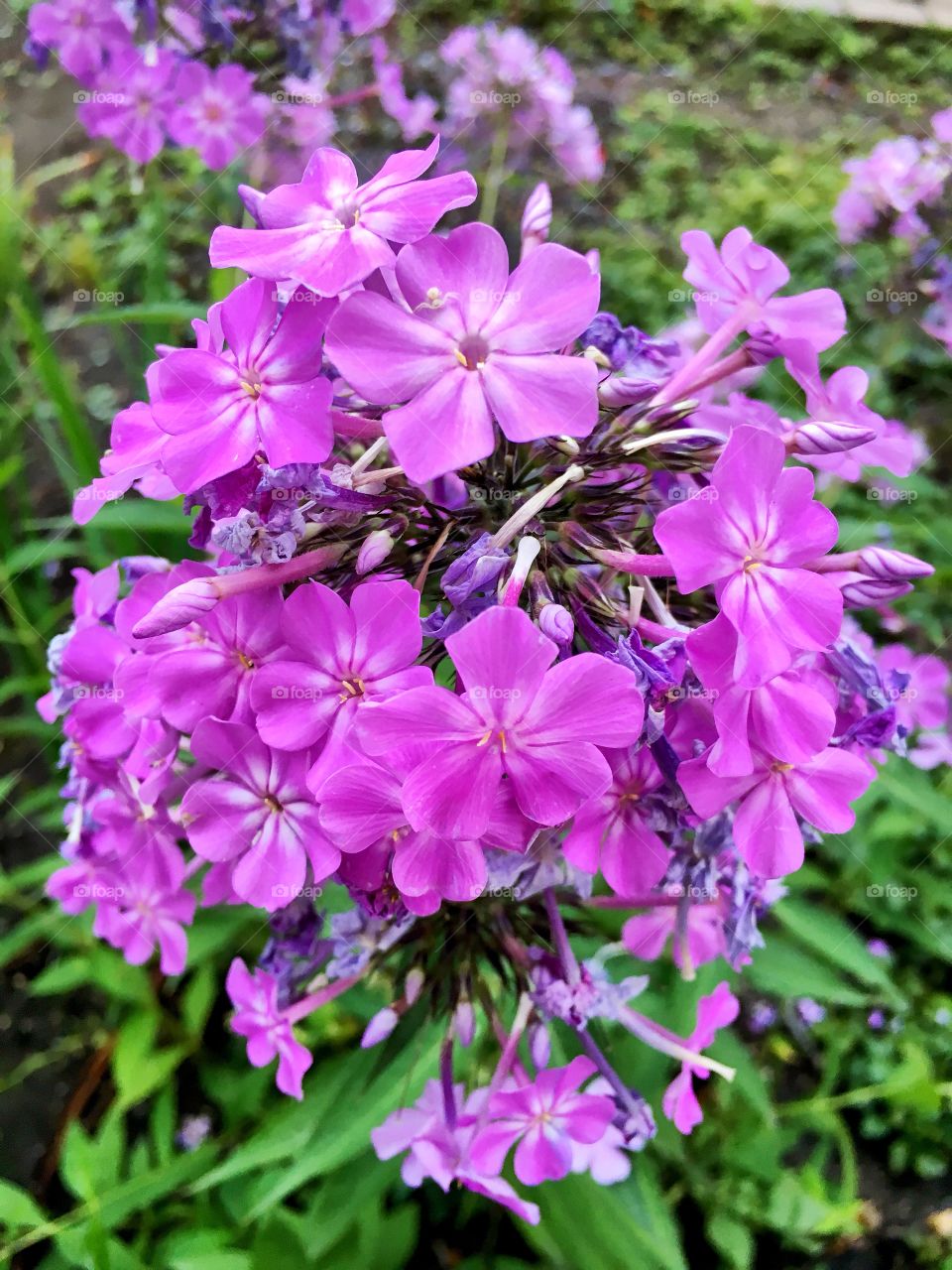 Pink violet looking flowers