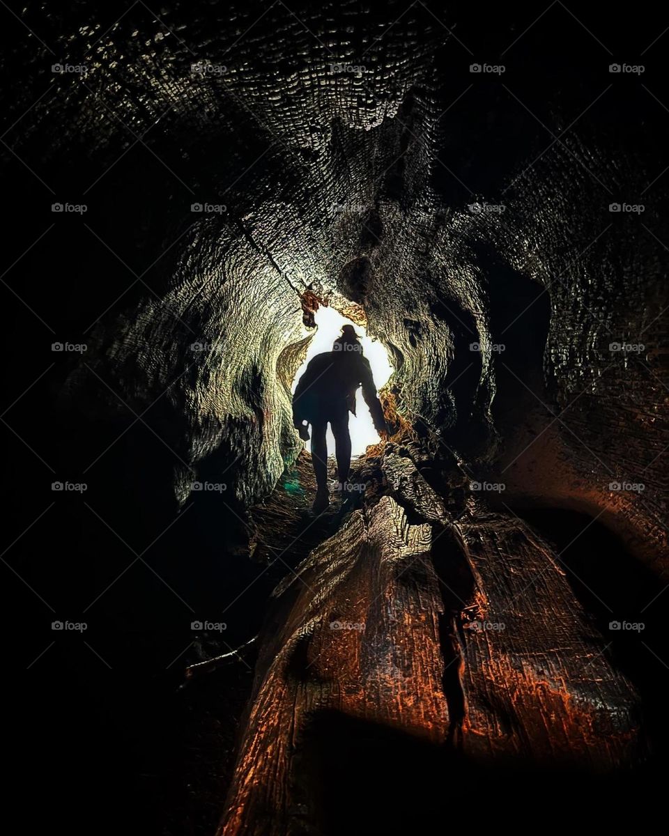 Taking the “root” less traveled by in Sequoia National Park