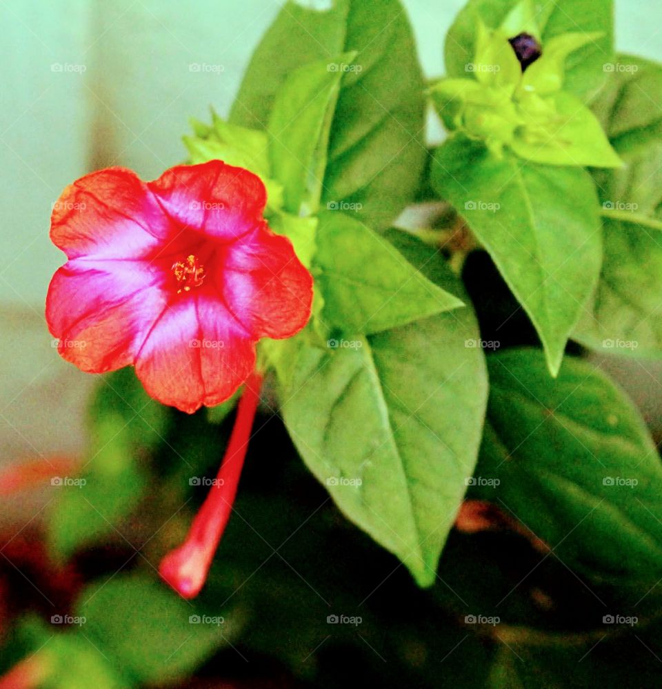 Nothing can dim the light that shines from within