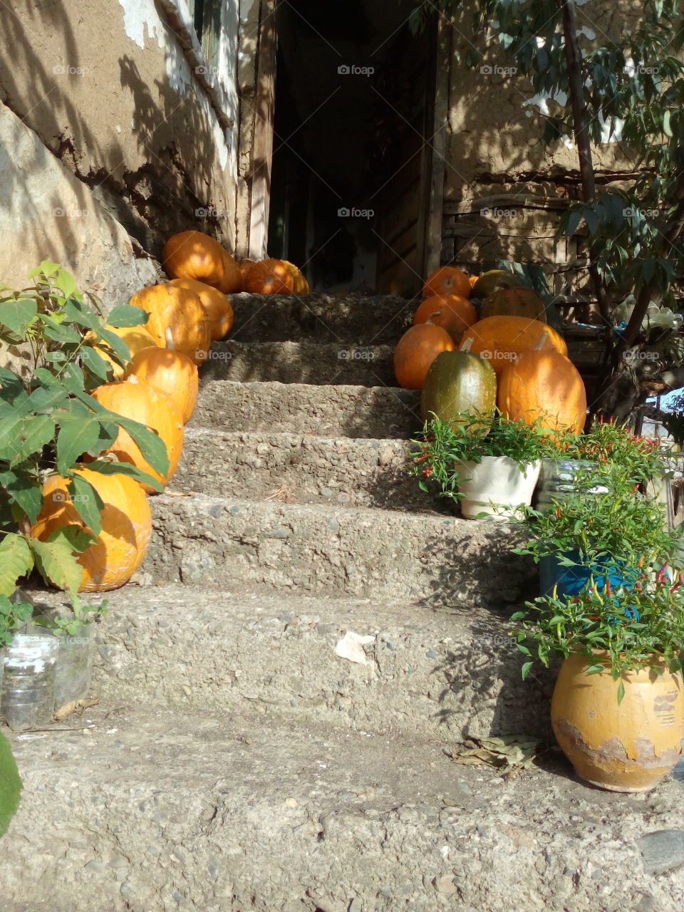 pumpkin on the stairs