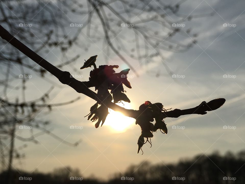 Sunset Blossoms