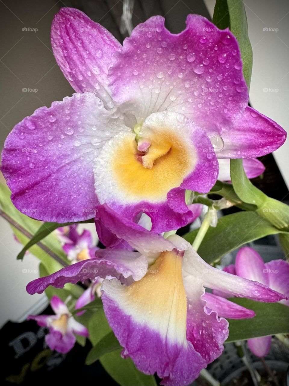 Macro orchid flowers Dendrobium nobile with water drops