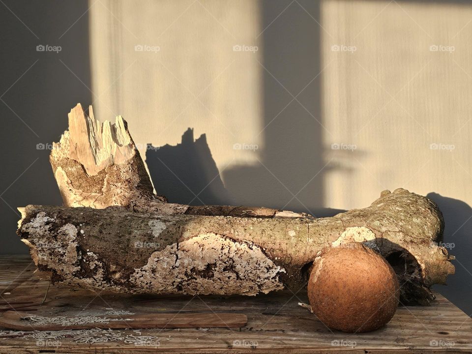 Log and Fruits in the Sunset Lighting