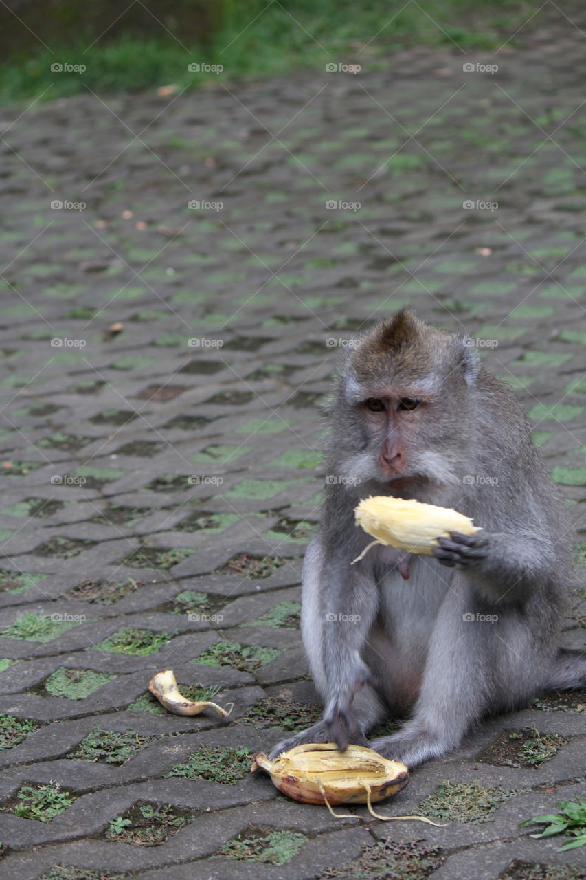 Enjoying a banana on a warm day