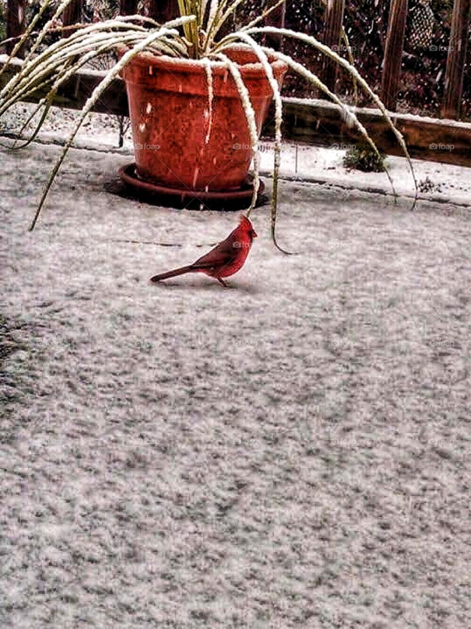 Cardinal snowy morning 