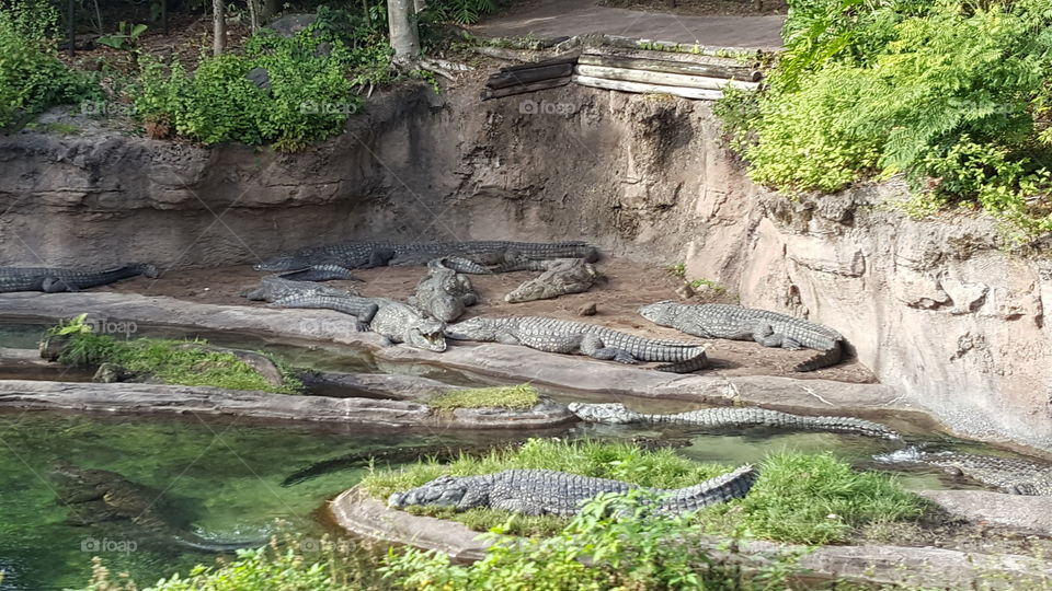 A group of Nile Crocodile sun themselves by the water at Animal Kingdom at the Walt Disney World Resort in Orlando, Florida.