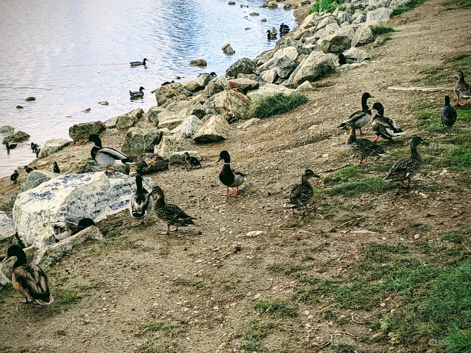 Ducks and Geese at Oquiirh Lake Park in South Jordan, Utah. ©️ Copyright CM Photography May 2019.