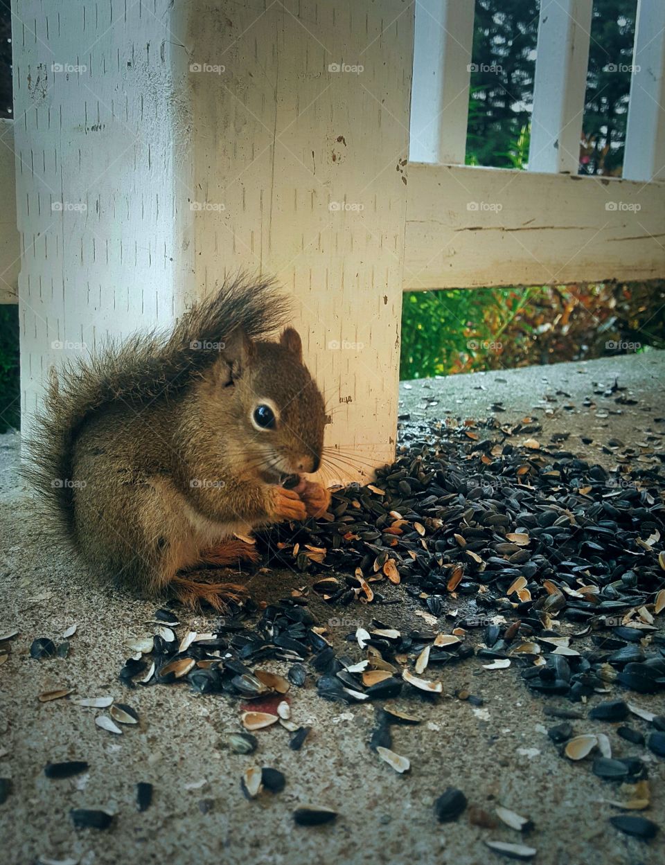 One With Nature 🐿
Friendly Little Creatures 🐾🖤