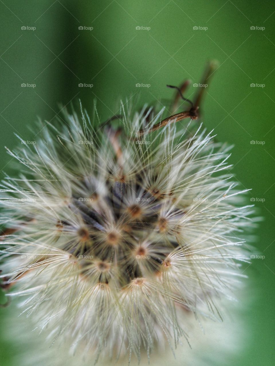 Close up images of grass flowers on a blurred background