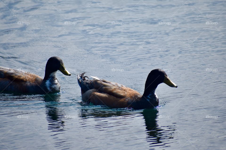 Ducks swimming near the shore at Wailoa River State Park in Hilo Hawaii.