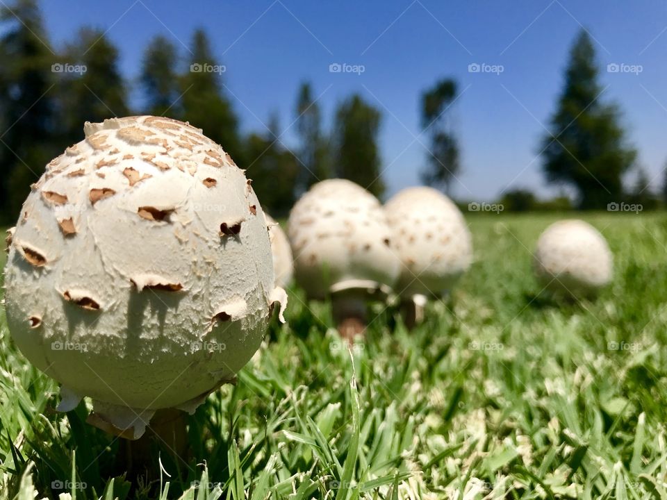 The mushrooms family 