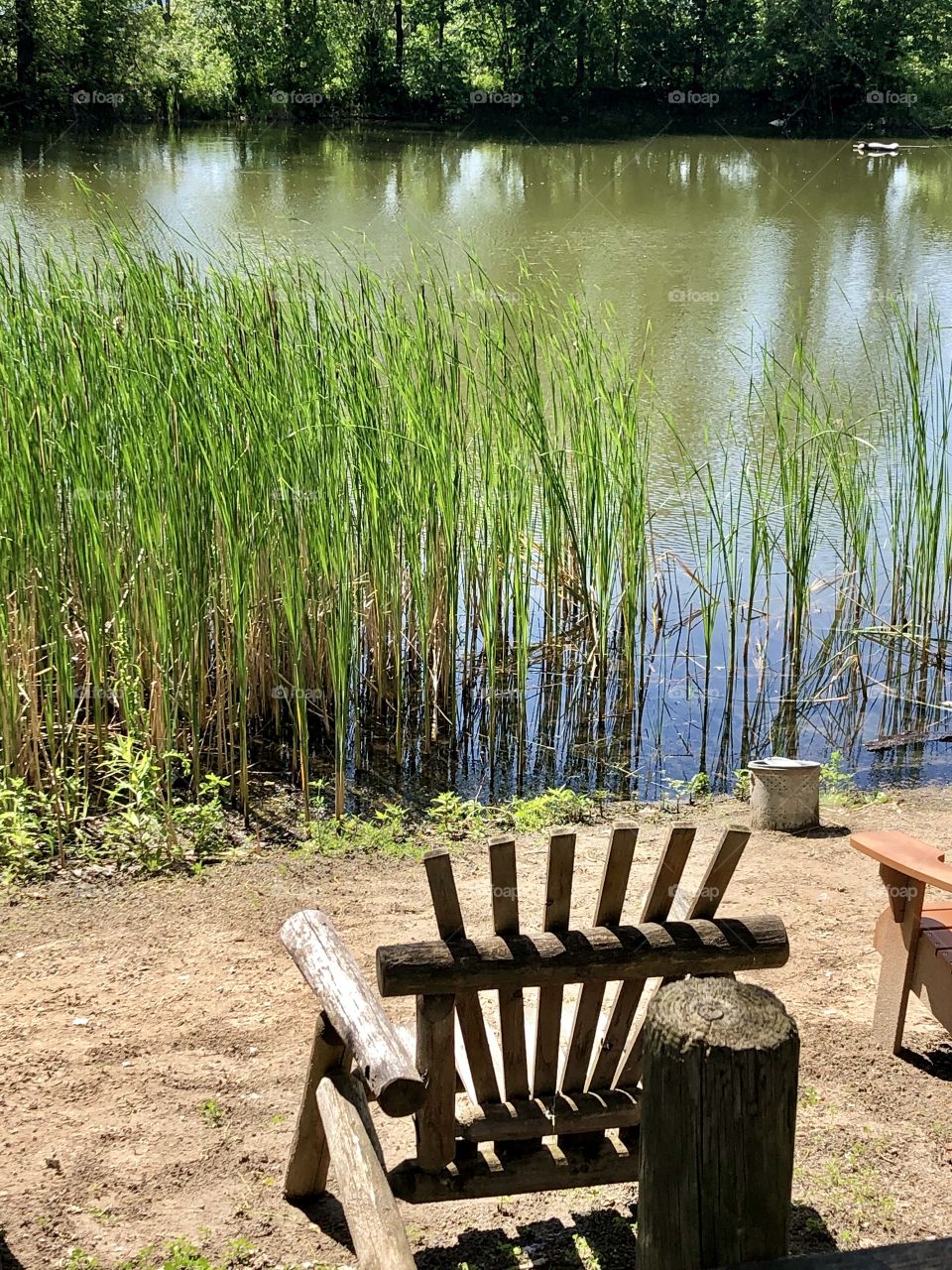 Swamp Chair