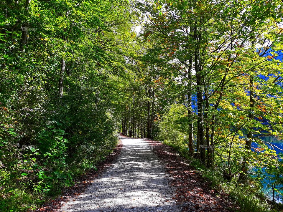A path in the mesmerizing forest