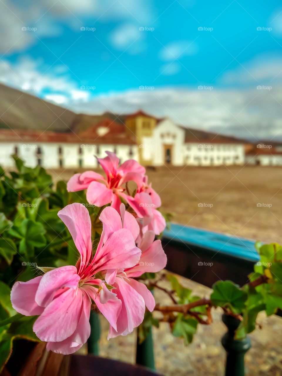 Flores rosadas desde un balcón en la plaza principal de Villa de Leyva Boyacá Colombia durante la cuarentena en un atardecer sin gente. No people, pink flowers, quarantine may 2020
