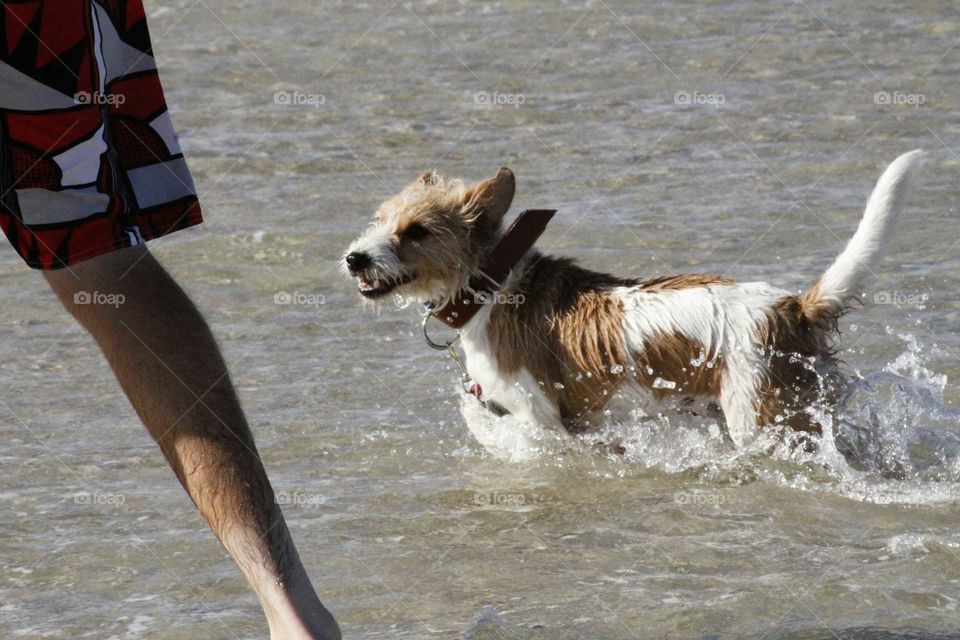 human and dog having a beach run