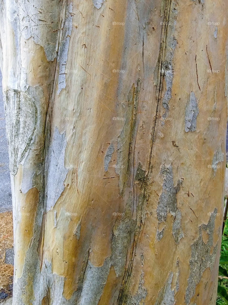 tree texture