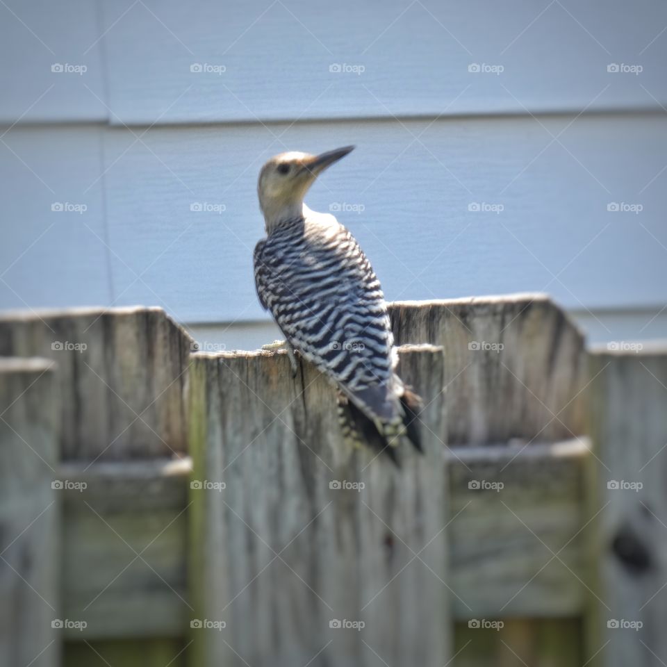 red bellied woodpecker