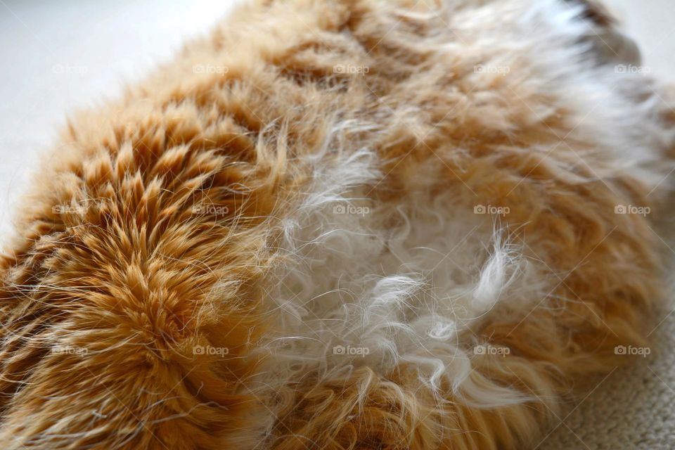 furry friends 😂 cat furr close up