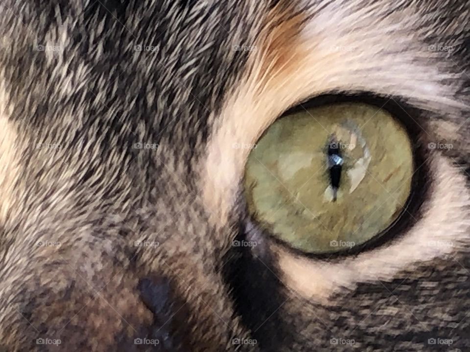 ‏Green cat s eye