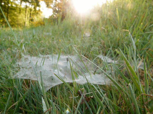 Spinnennetz im Morgenlicht