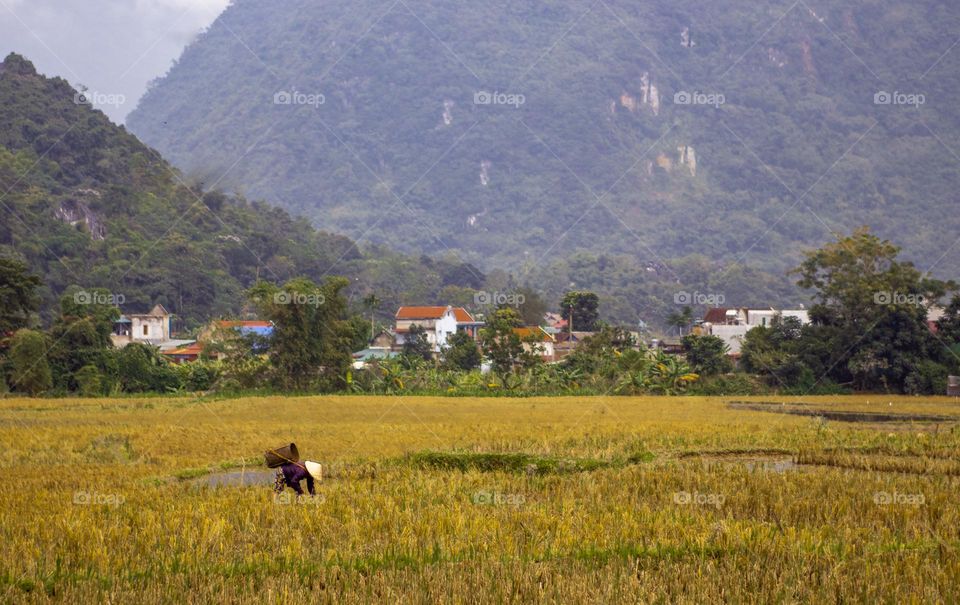 Woman working on rice field 