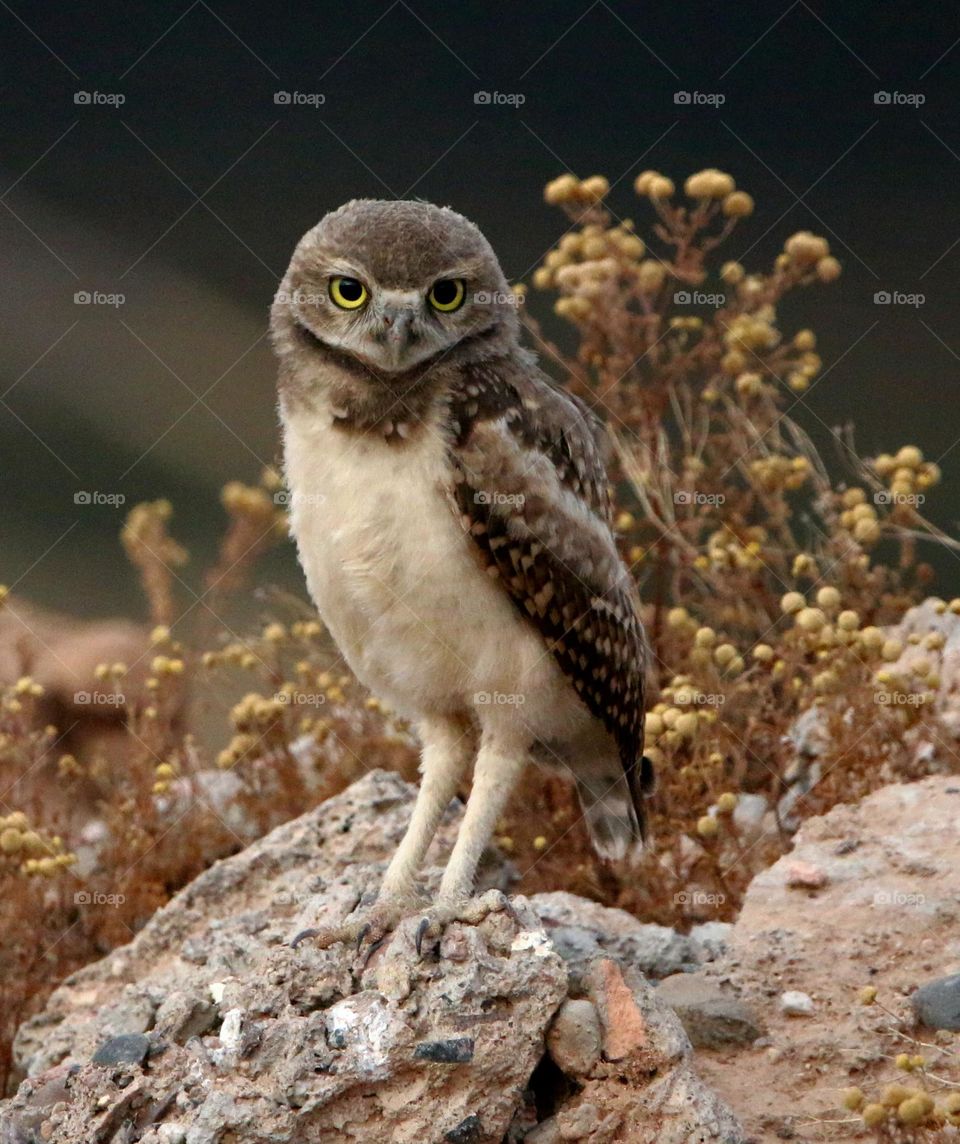 Juvenile Burrowing Owl in Morning