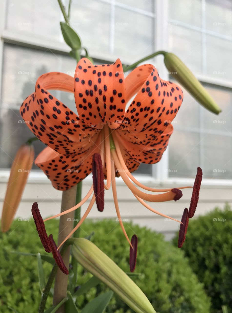 Tiger Lily