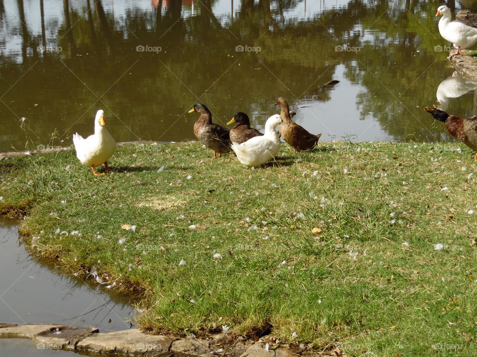 quack quack. This is another picture of some geese that I saw while out enjoying my Saturday morning. 👣 🚶 🏃 🔥 💨