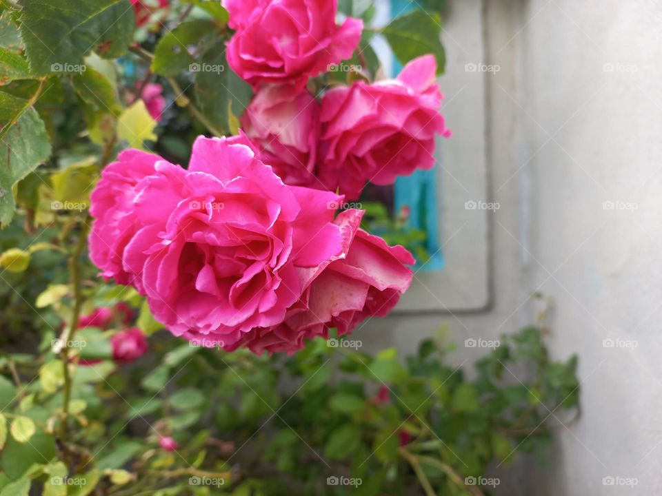 roses by the window.