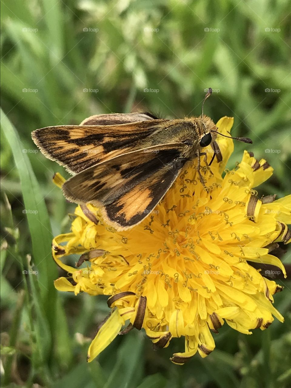 Small yellow butterfly feasting on a dandelion
