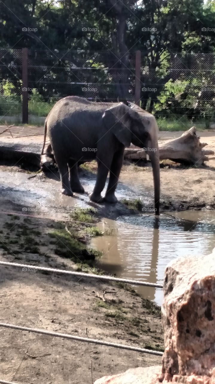 Thirsty Elephant