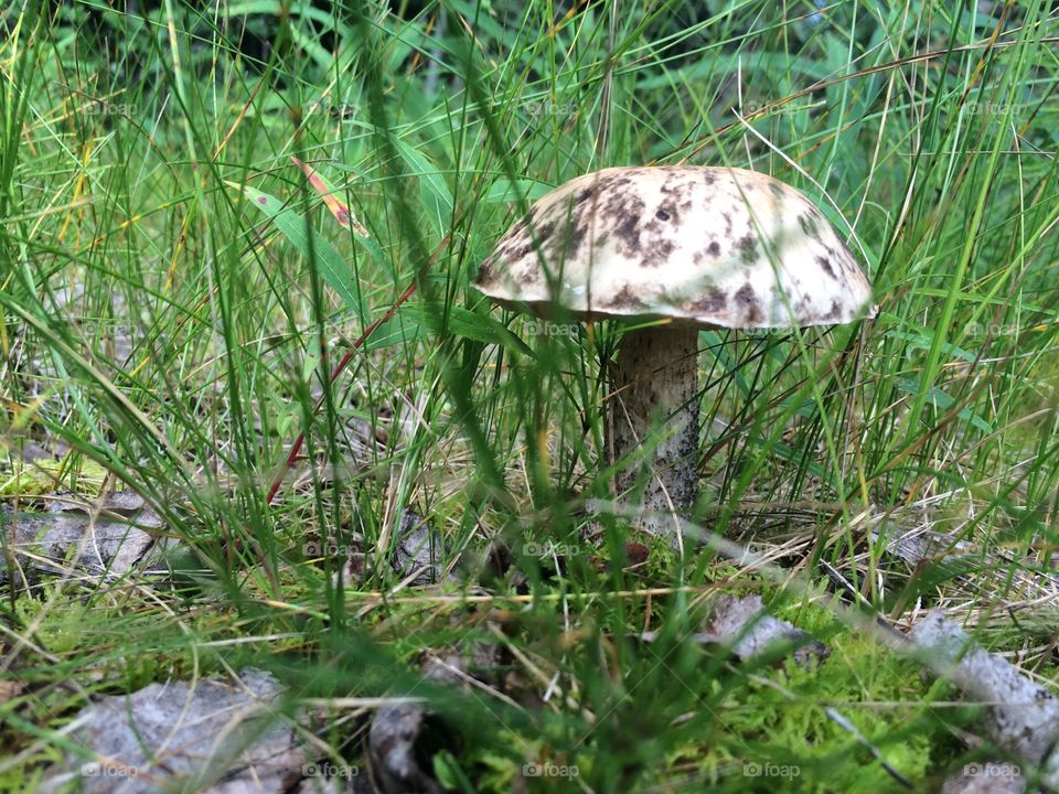 Nature, Grass, Fungus, Wild, Mushroom