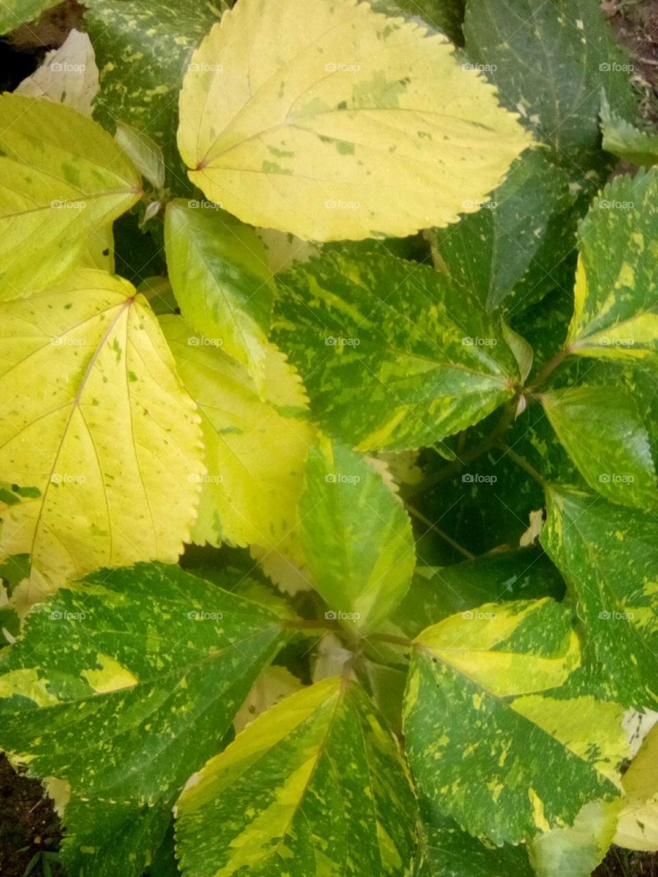 this picture of this planet as many colours and I embrace the colours the yellow make you think of the sun lights the green make you think of the earth.